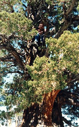 Cedar in the Sierras